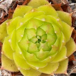 Sempervivum - Dachwurz - Hauswurz